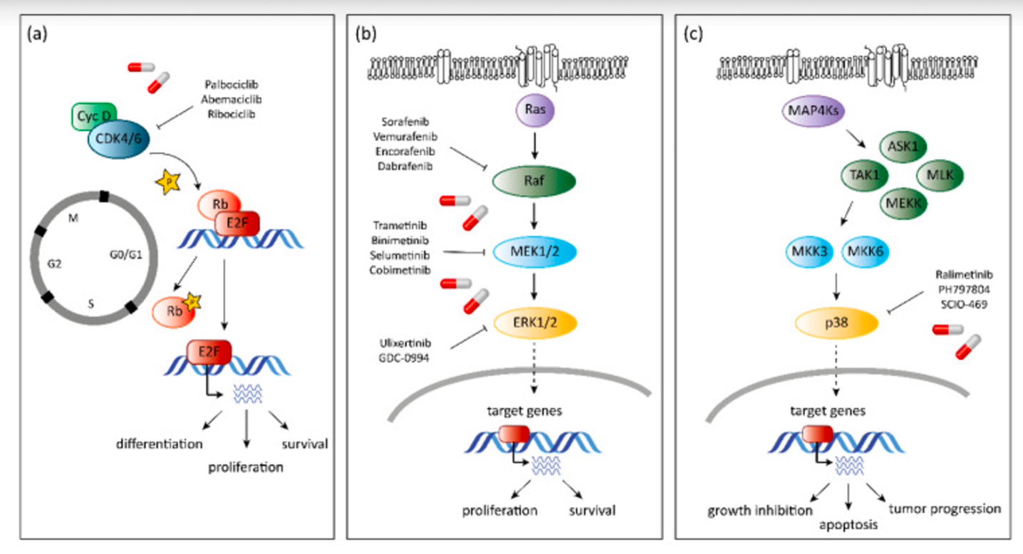 Melanoma precision medicine article image