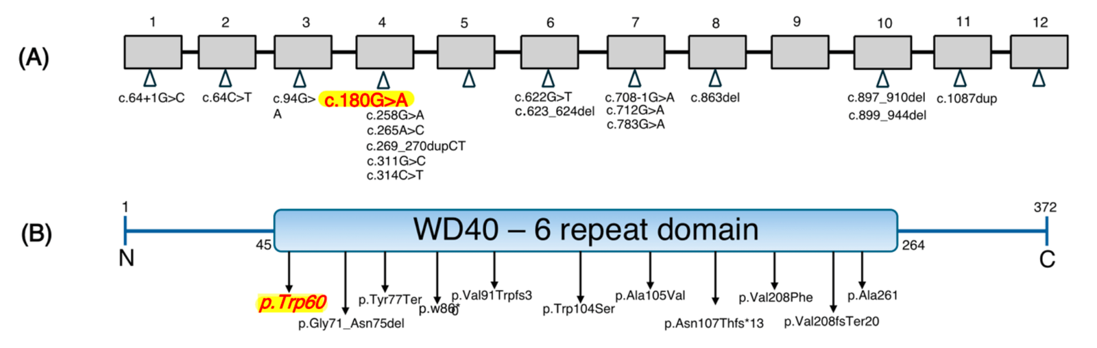 ARPC1B immunodeficiency article image